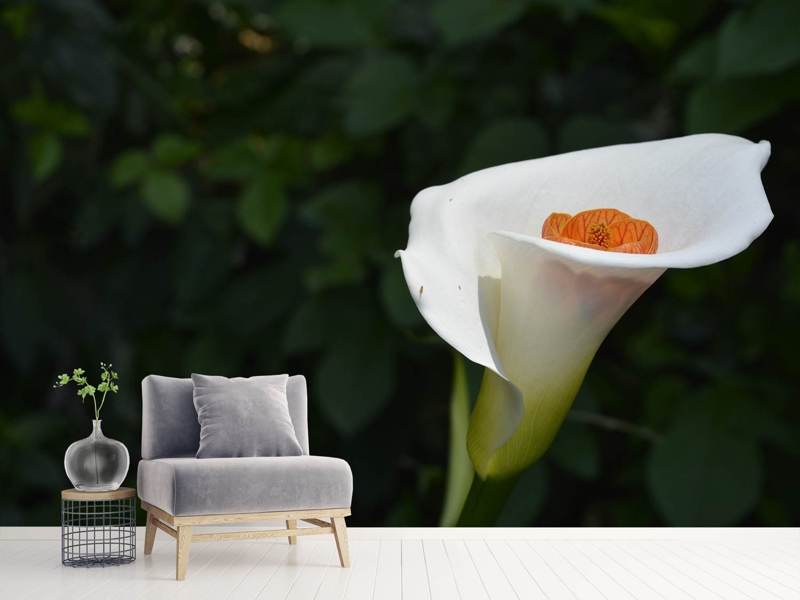 Photo wallpaper XL Calla in white