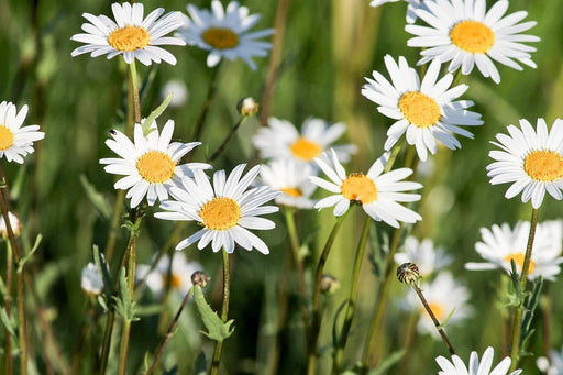 Fototapete XL Gänseblümchen