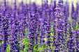 Fototapete XL Lavendel