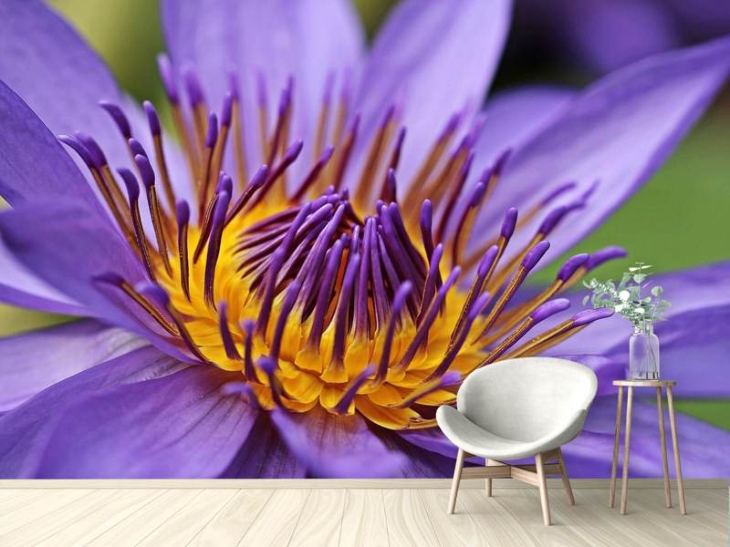 Photo wallpaper XXL water lily in purple