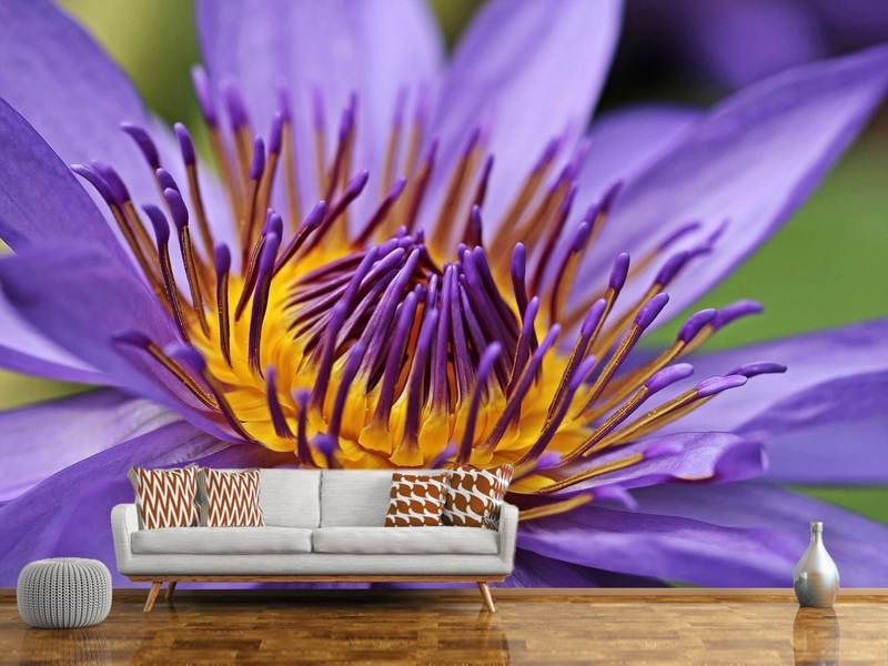 Photo wallpaper XXL water lily in purple