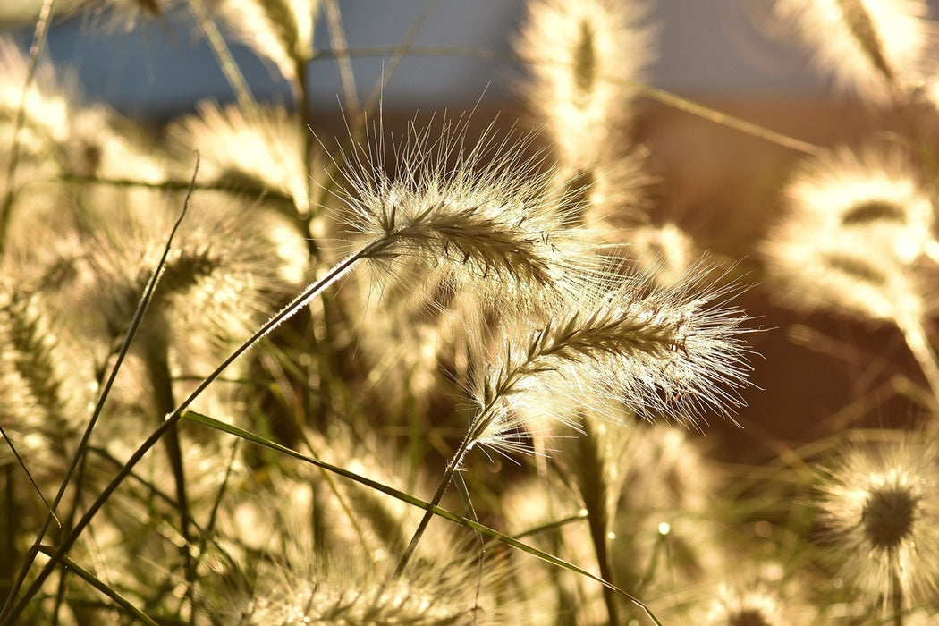 Fototapete Ziergras im Sonnenlicht