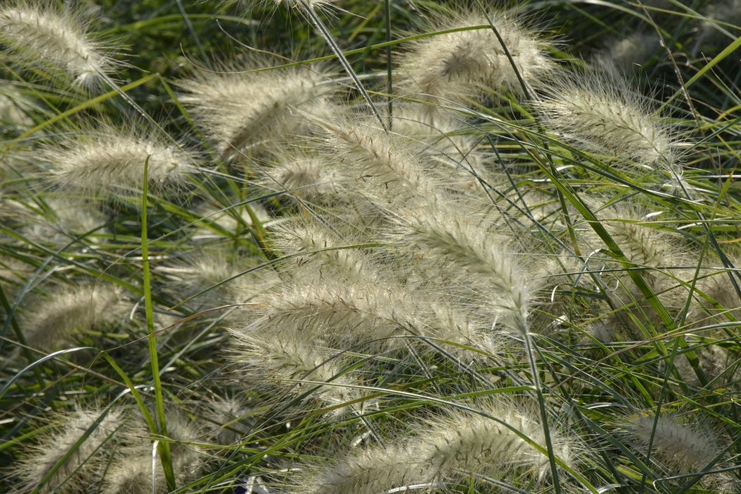 Fototapete Ziergrass im Wind