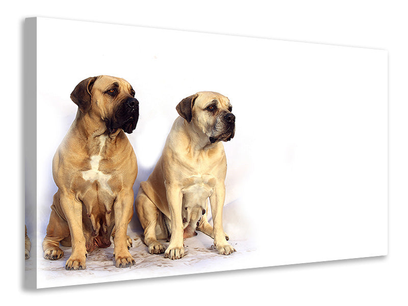 Leinwandbild 2 Mastiffs