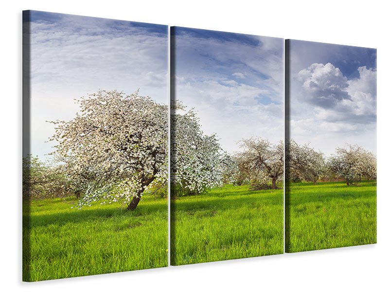 Leinwandbild 3-teilig Apfelbaum-Garten