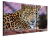 Leinwandbild 3-teilig Leopard