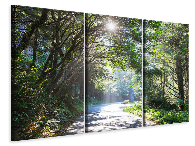 Leinwandbild 3-teilig Sonniger Waldweg