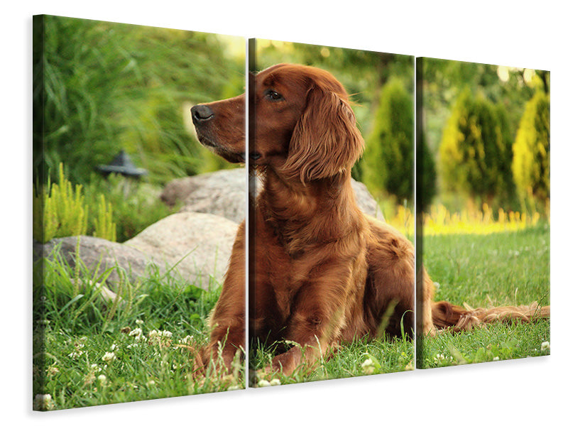 Leinwandbild 3-teilig Aufmerksamer Irish Setter