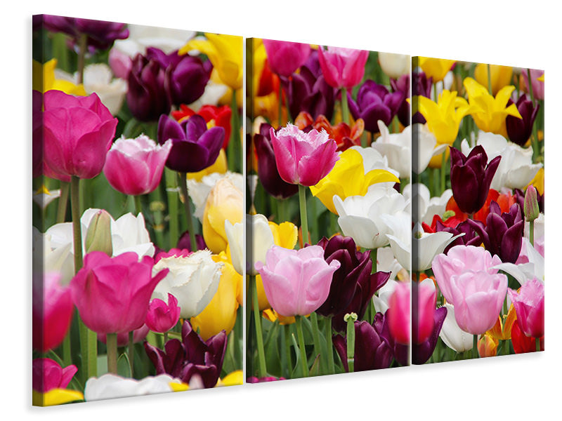 Leinwandbild 3-teilig Buntes Tulpenfeld