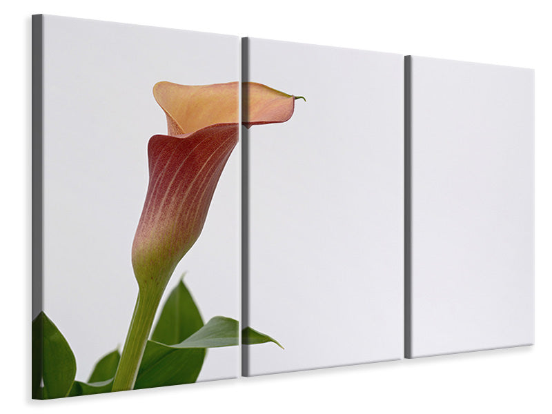 Leinwandbild 3-teilig Calla in XL