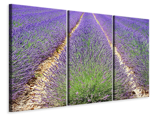 Leinwandbild 3-teilig Das Lavendel Feld