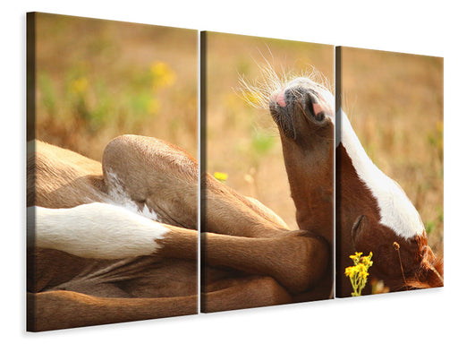 Leinwandbild 3-teilig Das schlafende Pferd