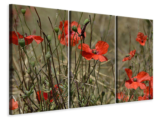 Leinwandbild 3-teilig Der Klatschmohn in der Natur