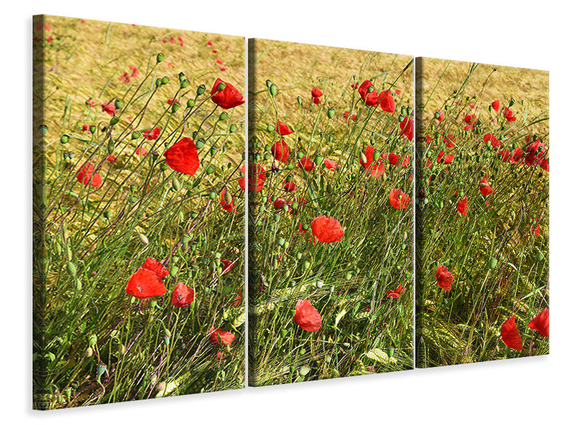 Leinwandbild 3-teilig Der Mohn im Wind