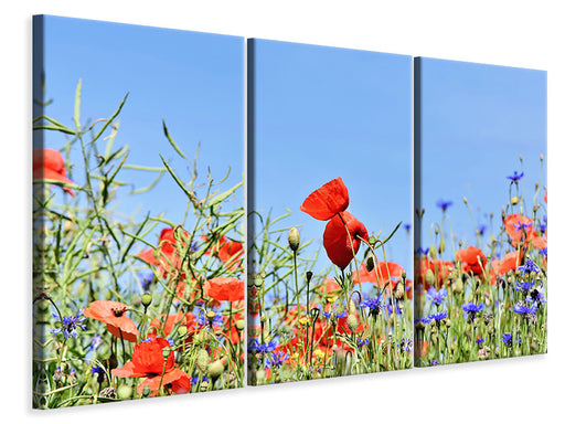 Leinwandbild 3-teilig Der Mohn in der Blumenwiese