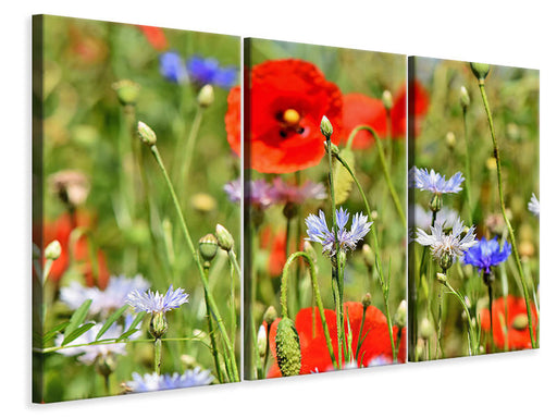 Leinwandbild 3-teilig Der wilde Mohn XL