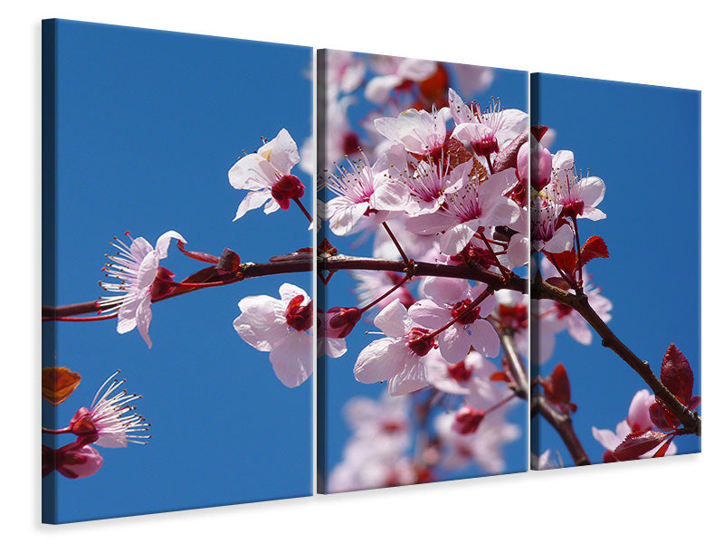 Leinwandbild 3-teilig Die Mandelblüte