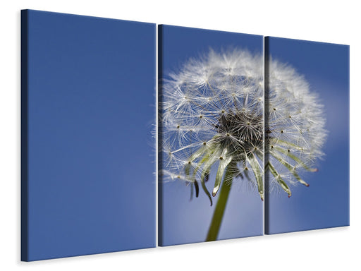 Leinwandbild 3-teilig Die Pusteblume in XXL