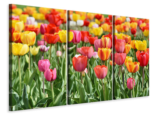 Leinwandbild 3-teilig Ein buntes Tulpenfeld