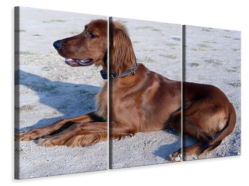 Leinwandbild 3-teilig Eleganter Irish Setter