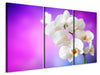 Leinwandbild 3-teilig Flower Power Orchidee