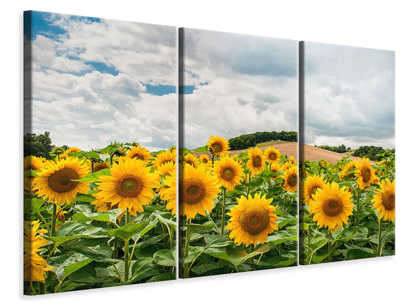 Leinwandbild 3-teilig Landschaft mit Sonnenblumen