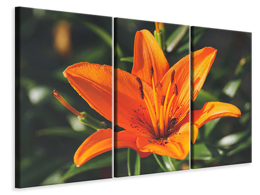 Leinwandbild 3-teilig Lilien Blüte in orange XL