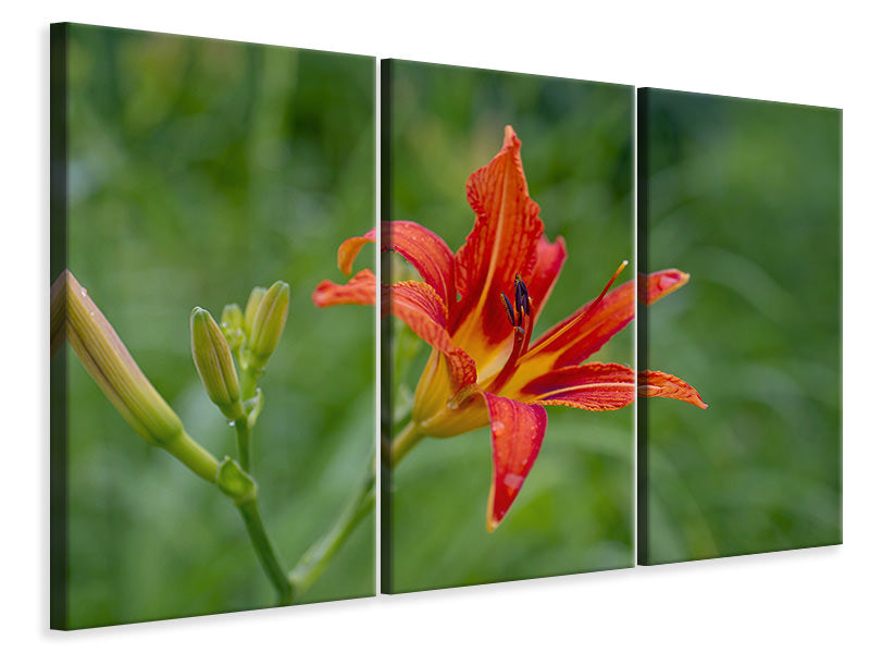 Leinwandbild 3-teilig Lilienblüte in der Natur