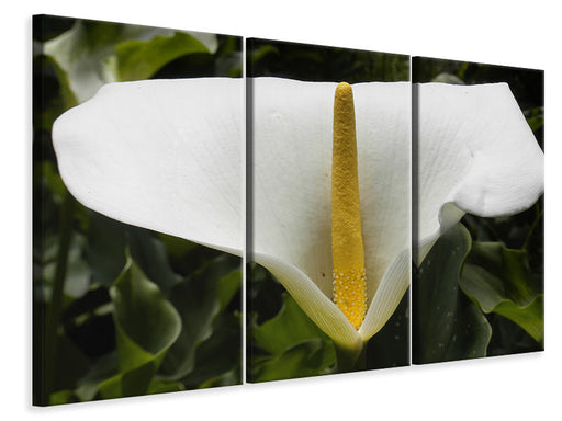 Leinwandbild 3-teilig Makro Calla in weiss