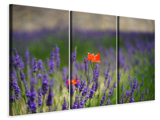 Leinwandbild 3-teilig Mohn im Lavendel