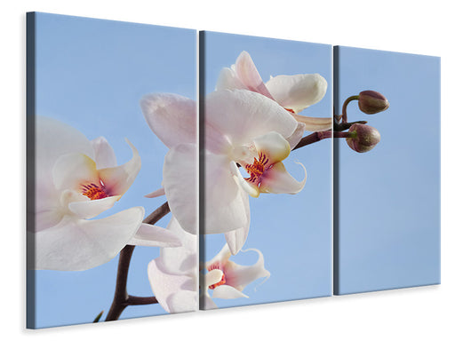 Leinwandbild 3-teilig Orchidee im Himmel