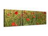 Panorama Leinwandbild 3-teilig Der Mohn im Wind