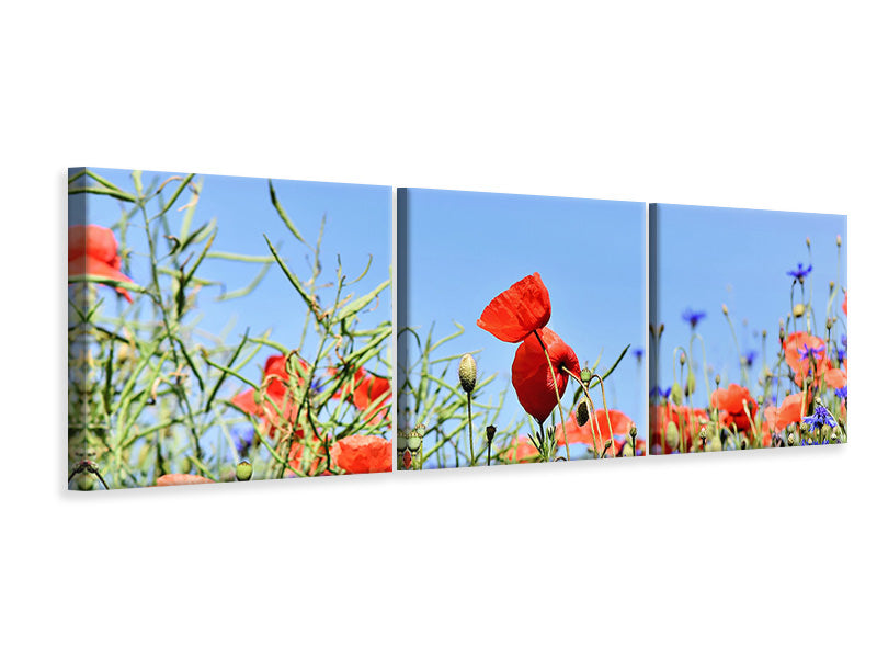 Panorama Leinwandbild 3-teilig Der Mohn in der Blumenwiese