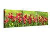 Panorama Leinwandbild 3-teilig Rotes Tulpenfeld im Sonnenlicht