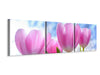 Panorama Leinwandbild 3-teilig Tulpen in der Natur