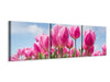 Panorama Leinwandbild 3-teilig Tulpenfeld in rosa