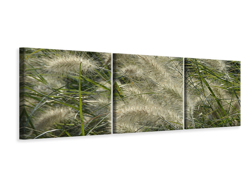 Panorama Leinwandbild 3-teilig Ziergrass im Wind