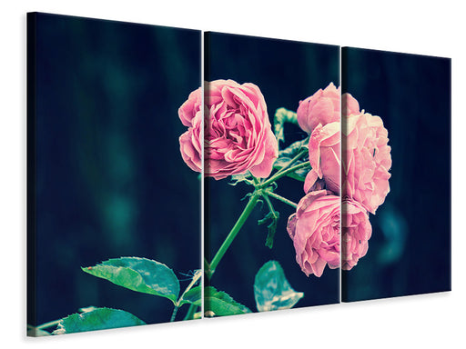 Leinwandbild 3-teilig Schöne Rosa Rosen