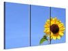 Leinwandbild 3-teilig Sonnenblume mit blauem Himmel