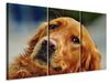 Leinwandbild 3-teilig Treuer Irish Setter