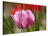 Leinwandbild 3-teilig Tulpe pretty in pink