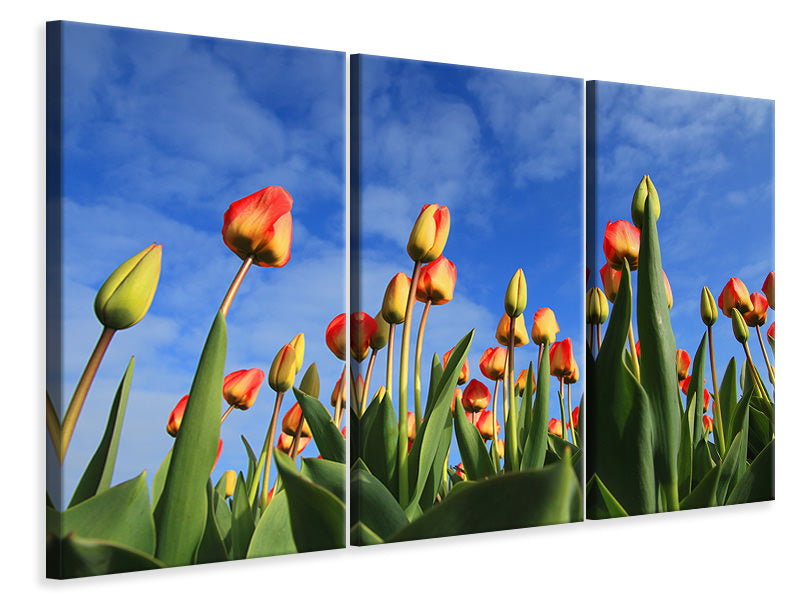 Leinwandbild 3-teilig Tulpen ragen zum Himmel