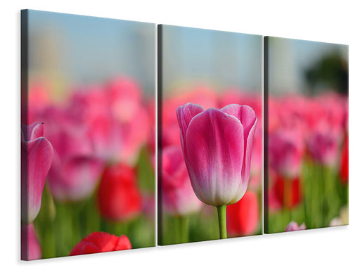 Leinwandbild 3-teilig Tulpenfeld in rosa-rot