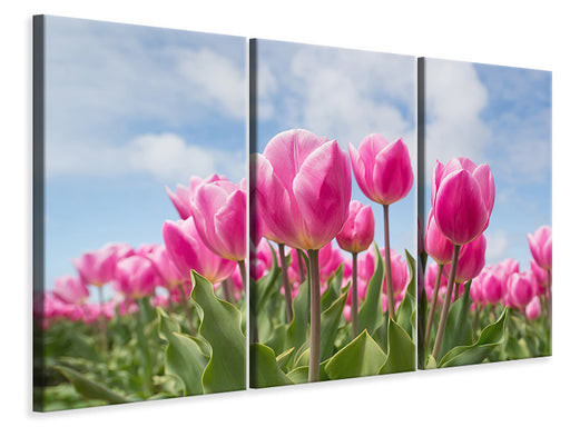 Leinwandbild 3-teilig Tulpenfeld in rosa