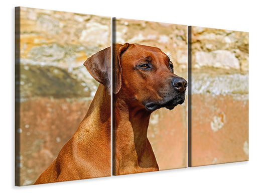 Leinwandbild 3-teilig Wachsamer Rhodesian Ridgeback