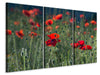 Leinwandbild 3-teilig Wilder Mohn