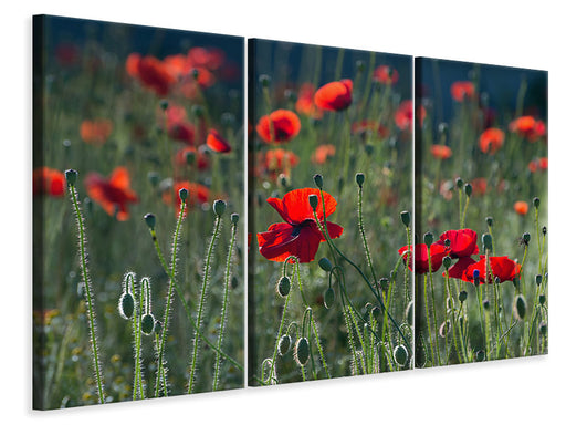 Leinwandbild 3-teilig Wilder Mohn