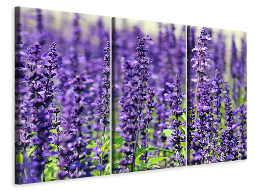 Leinwandbild 3-teilig XL Lavendel