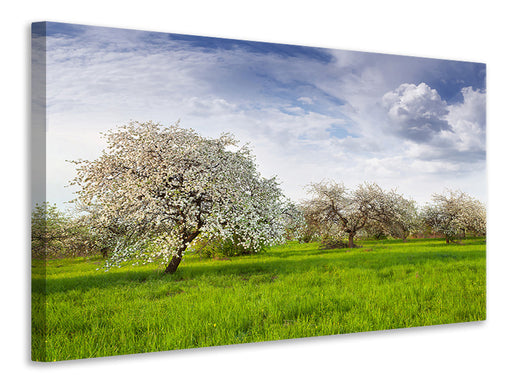 Leinwandbild Apfelbaum-Garten