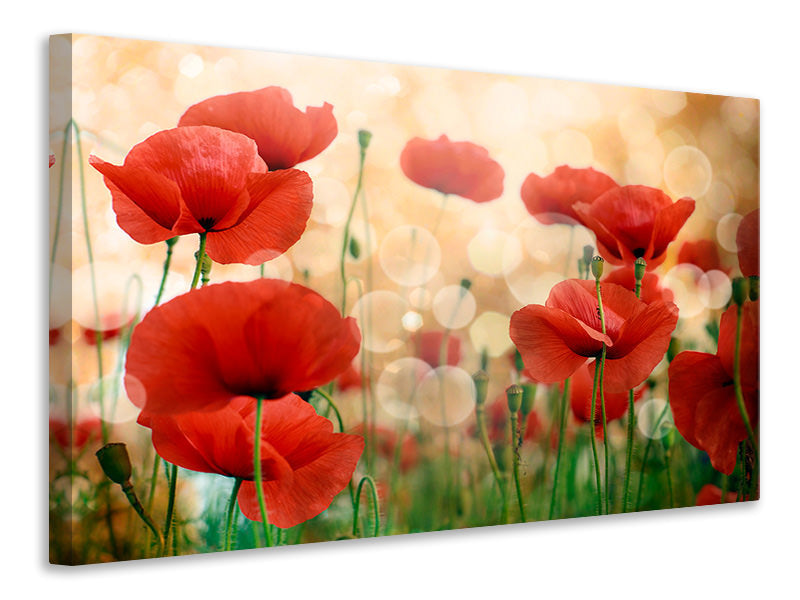 Leinwandbild Der Klatschmohn